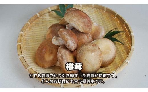 しいたけ 粉末 3袋 セット（各 35g ）（茨城県共通返礼品：城里町） シイタケの粉末 しいたけ 野菜 乾燥 椎茸 きのこ パウダー 手軽 時短 [DY009us]
