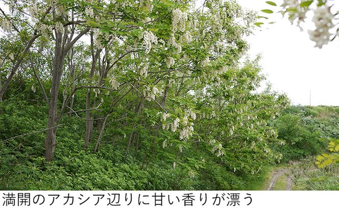 【国産純粋蜂蜜】北海道産 アカシア蜂蜜 500g［ナルセ養蜂場］【 はちみつ ハチミツ 蜂蜜 ハニー 無添加 天然 健康 美容 料理 無添加 純粋 希少 大容量 ギフト プレゼント 自宅用 家庭用 北海道 十勝 幕別 】