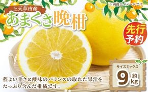 【 先行受付 】 上天草市産 あまくさ晩柑 約9kg （ サイズミックス ） 晩柑 ばんかん 果物 くだもの フルーツ 果実 果汁 果肉 ジューシーオレンジ 甘さ 酸味 柑橘 柑橘系 国産 熊本県産 【 2027年3月下旬～5月上旬順次発送予定 】