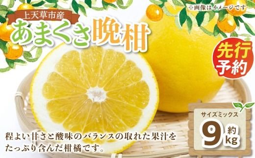 【 先行受付 】 上天草市産 あまくさ晩柑 約9kg （ サイズミックス ） 晩柑 ばんかん 果物 くだもの フルーツ 果実 果汁 果肉 ジューシーオレンジ 甘さ 酸味 柑橘 柑橘系 国産 熊本県産 【 2027年3月下旬～5月上旬順次発送予定 】