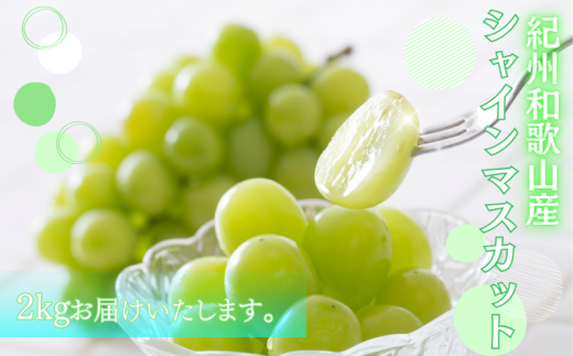 紀州和歌山産 シャインマスカット 約2kg / ぶどう ブドウ 葡萄 マスカット 果物 くだもの フルーツ 人気 旬の果物 ※2027年8月下旬〜9月中旬頃順次発送 ※日付指定不可 ※離島への配送不可【uot512-r-2】