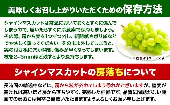 【2025年産先行予約】【2回定期便】食べ比べセット たたらみねらるシャインマスカット+瀬戸ジャイアンツ 各1房 1.3kg以上《9月上旬-10月下旬頃出荷》岡山県 笠岡市 マスカット ぶどう ブドウ 葡萄 フルーツ 果物 たたらみねらる 食べ比べ セット 定期便---Y-06---