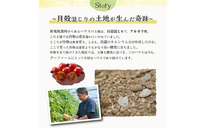 ＜先行予約受付中！2025年12月から順次発送予定＞＜期間限定＞ミニトマト(約1.5kg) 野菜 とまと フルーツトマト サマー千果 アイコ サラダ 【グーファーム】【GF-4】