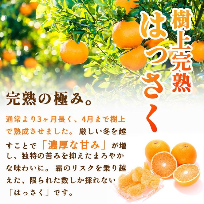 ＜4月より発送＞家庭用 樹上完熟はっさく7.5kg+250g（傷み補償分）有田の春みかん・五月八朔・さつきはっさく・木生りはっさく・きなりはっさく【光センサー選別】訳あり