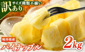 【先行予約】【訳あり】岐阜県瑞穂市のオジイ パイナップル 2kg | パイナップル パイン フルーツ 果物 果実 完熟 ジューシー デザート 訳あり 人気 岐阜 瑞穂市 産地直送 送料無料 ※2027年7月～発送