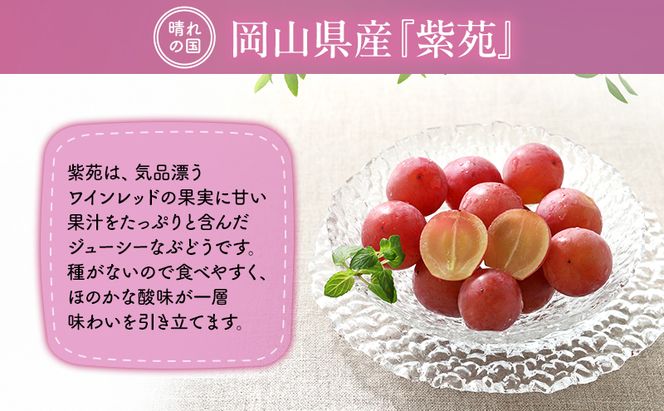 【2026年先行予約】 ぶどう 岡山県産 冬のぶどう 紫苑 （ 種無し ）1房（約700g） 《2026年10月中旬-11月上旬頃出荷》 葡萄 ブドウ フルーツ 果物 数量限定 期間限定 岡山 里庄町 果物類 