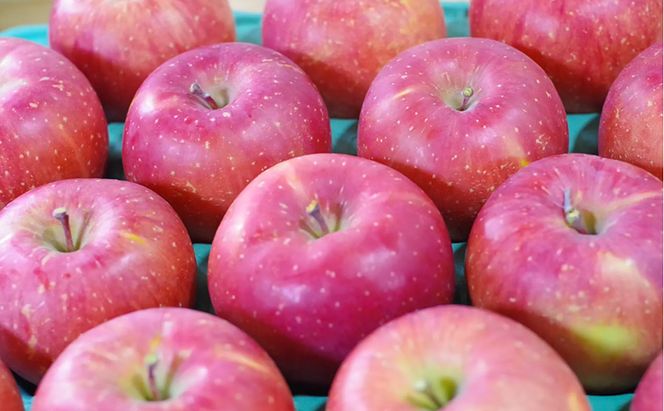 【2026年11月～発送】ふじ 約10kg りんご リンゴ 林檎 果物 フルーツ 長野県 長野 山ノ内町