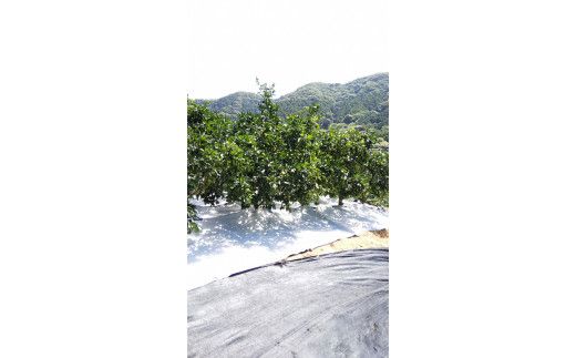 JAむなかた柑橘ブランド「姫神みかん（せとか）」約3kg【JAほたるの里】_HA0680