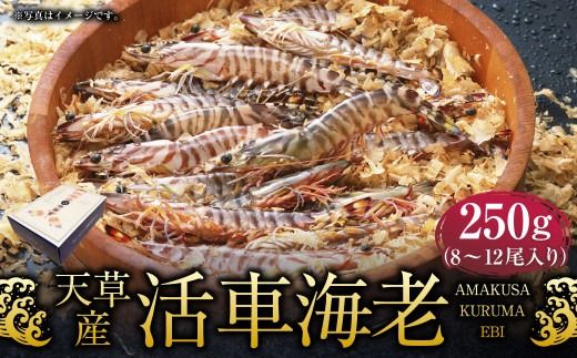 天草産活車海老 250g 8〜12尾 活き車海老 車海老 車エビ 活き海老 活きエビ えび 海老 エビ 新鮮 魚介 [発送期間2025年11月5日から2026年3月31日]