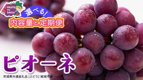 ＼選べる内容量・定期便／ ピオーネ 約1.3kg ～ 5kg （約2房～12房）　単品（1回）・定期便（3か月連続）【2026年8月より発送開始】（茨城県共通返礼品 [ぶどう]：結城市産） ぶどう ブドウ 葡萄 ピオーネ高級 国産 黒ぶどう 旬 お取り寄せ フルーツ 希少品種 デザート