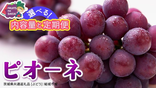 ＼選べる内容量・定期便／ ピオーネ 約1.3kg ～ 5kg （約2房～12房）　単品（1回）・定期便（3か月連続）【2026年8月より発送開始】（茨城県共通返礼品 [ぶどう]：結城市産） ぶどう ブドウ 葡萄 ピオーネ高級 国産 黒ぶどう 旬 お取り寄せ フルーツ 希少品種 デザート