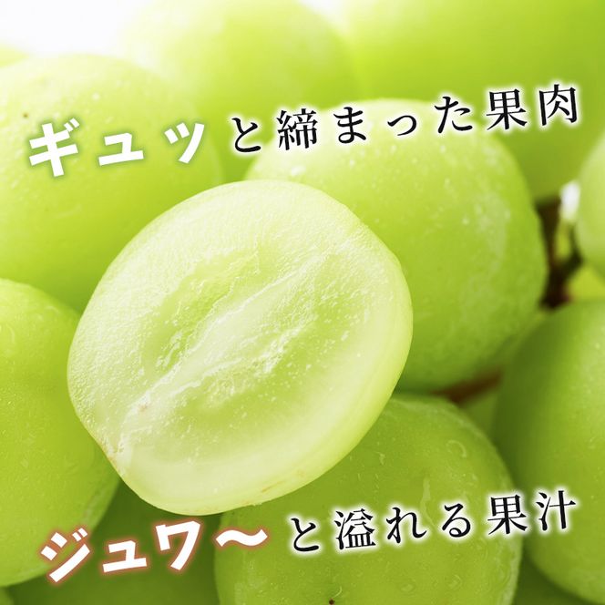【2026年発送】志賀高原の麓で育った シャインマスカット 3～5房 約2kg ※お届け日時指定不可 ぶどう フルーツ 果物 デザート 長野県 長野