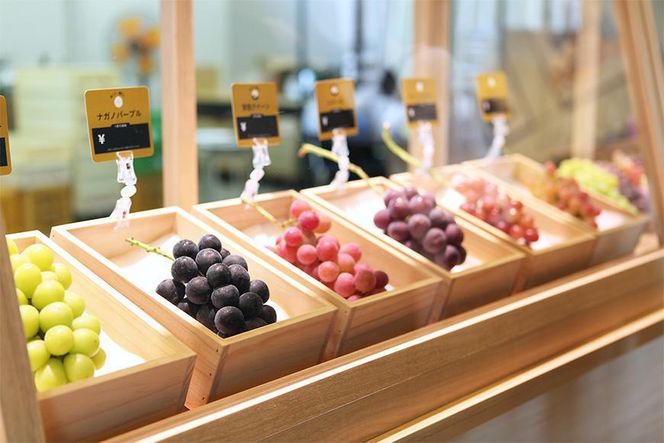 【2026年発送】シャインマスカット＋お任せぶどう 約1.5kg（2～3房） 232238_SS006