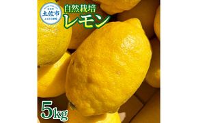 【先行予約】自然栽培レモン 5kg 〈2026年9月1日～2027年4月30日発送〉レモン 檸檬 れもん 5キロ 自然栽培 柑橘類 柑橘 フルーツ 果物 くだもの レモネード 塩レモン はちみつレモン レモンスカッシュ【有限会社四万十くじら】