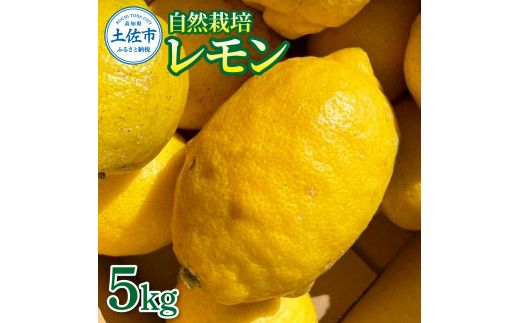 【先行予約】自然栽培レモン 5kg 〈2026年9月1日～2027年4月30日発送〉レモン 檸檬 れもん 5キロ 自然栽培 柑橘類 柑橘 フルーツ 果物 くだもの レモネード 塩レモン はちみつレモン レモンスカッシュ【有限会社四万十くじら】