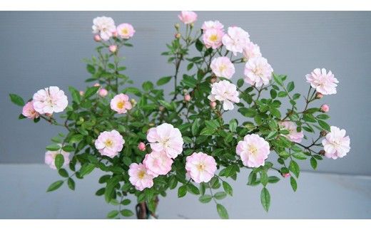 コケ玉ミニバラ盆栽「桜坂」 ギフト 花[BN006ci]