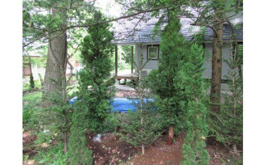 AO-5 　芝生種子（25平方メートル）＆樹木（1本）