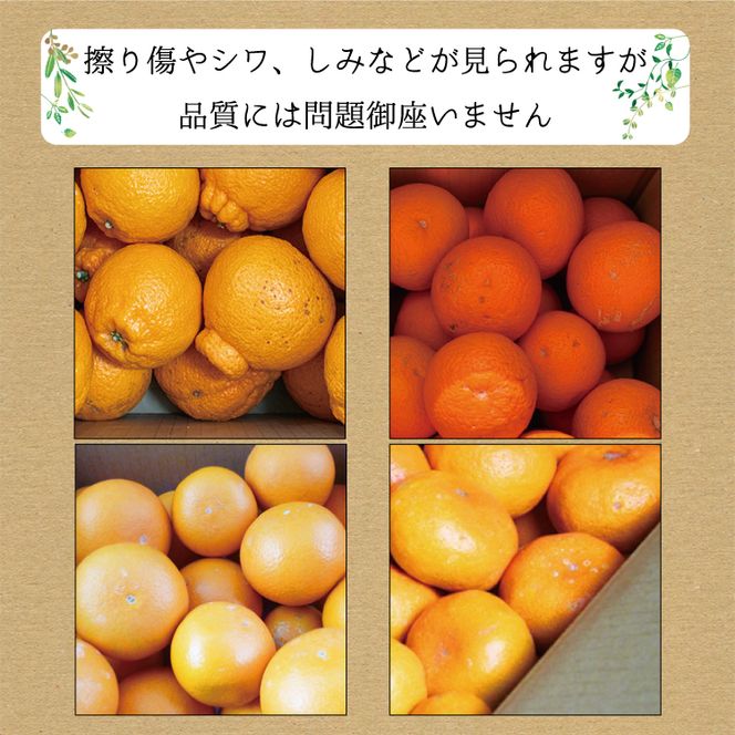 定期便  みかん 【3か月定期便】たっぷり届く♪訳ありみかんの定期便　温州みかん・不知火・清見オレンジ【tkb113】