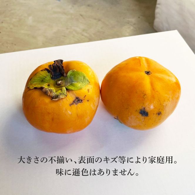 【先行予約】秋の味覚！土佐の袋掛け次郎柿 8～13玉 家庭用〈2026年10月〜発送〉 かき カキ 甘い 美味しい おいしい 果物 フルーツ 常温 ご自宅用 故郷納税 ふるさとのうぜい 返礼品【嬉龍】
