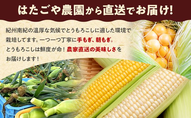 朝採 新鮮 白浜町産 ホワイトコーン とうもろこし 2Lサイズ 10～12本 はたごや農園 304018_ET02