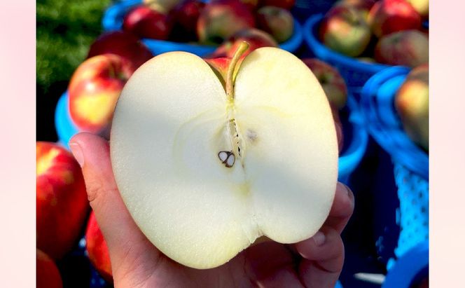 【2026年8月～発送】訳あり サンつがる 約3kg リンゴ りんご フルーツ 果物 お取り寄せ 長野県 山ノ内町