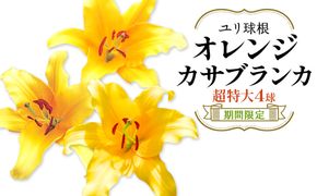 ユリ球根 超特大球オレンジカサブランカ 4球 橙花品種 花 フラワー 園芸 ガーデニング 植物 高品質 送料無料