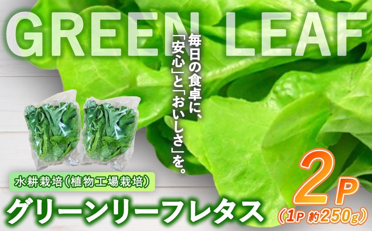 [無農薬]水耕栽培(植物工場栽培)グリーンリーフレタス 500g(約250g×2P)(その他)
