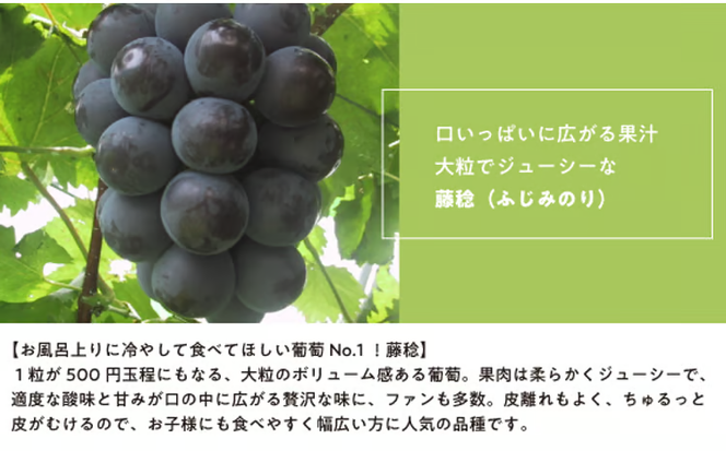 【2026年先行予約】大粒の藤稔 特大２房 / 計1.3kg～ (岡山県産) / ふじみのり 藤みのり ぶどう ブドウ 葡萄 先行予約 フルーツ 果物 真庭市 フルーツ王国 きよとう果樹園【KF-B056-03】