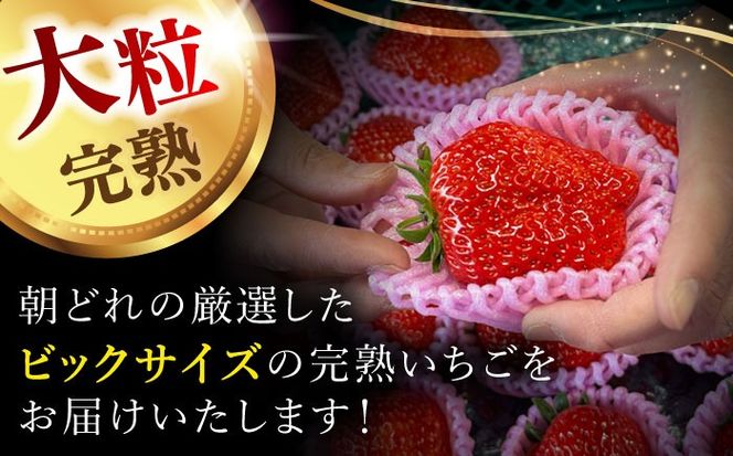【先行予約】 ＼2026年1月下旬より順次発送／超特大玉いちご 完熟 紅ほっぺ (350g×4パック) いちご 果物 フルーツ 愛西市 / はしもと園芸[AECD002]