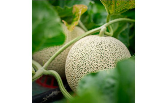 【2026年7月発送】数量限定・先行受付 北海道 富良野産 赤肉・青肉メロン 2玉 セット 4kg以上 大玉 (ふらの 丸山農園) ギフト ふらの 果物 フルーツ 甘い