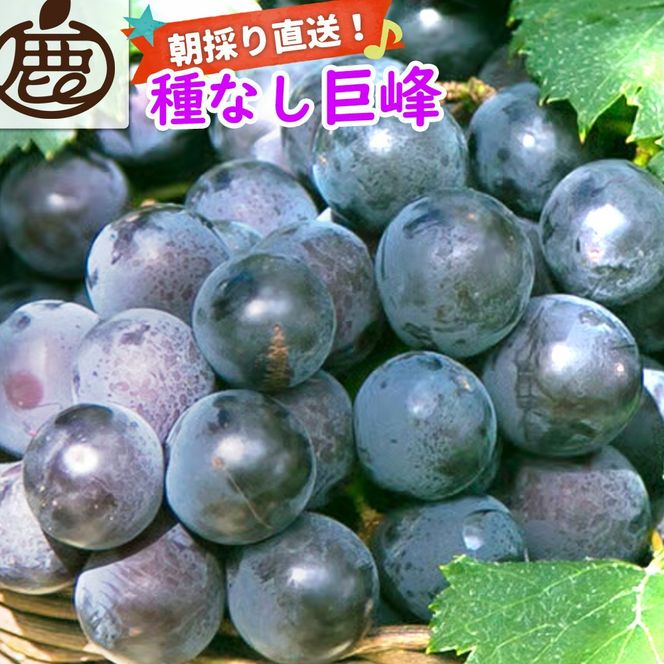 ［先行予約］巨峰 約1kg［朝採り］［葡萄・ぶどう］［種なしブドウ］［フルーツ・果物］［2026年8月下旬頃から順次発送］CZ175