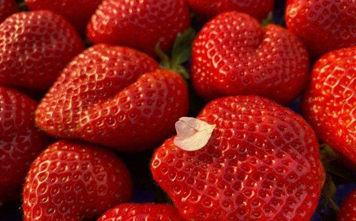 オーガニック冷凍あまおう 「いせいちご」 2kg (500g×4パック)【伊世いちご畑】_HA1316
