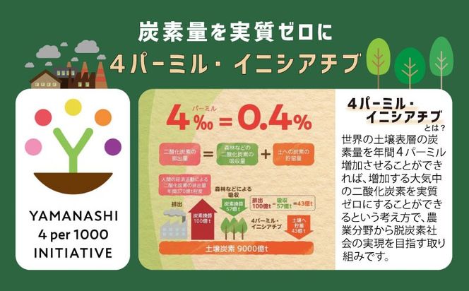  【2026年先行予約】【訳あり】山梨県産 シャインマスカット 約2kg（4房）｜大容量 家庭用 甘い 種なし 高糖度 フルーツ 果物 産地直送 送料無料 JX005