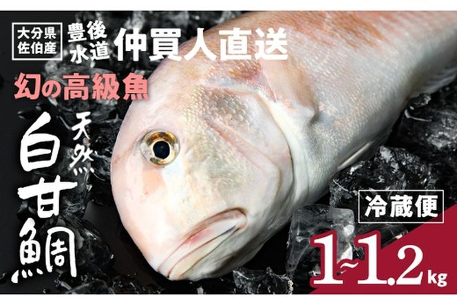 白甘鯛 幻の 高級魚 (1尾・1-1.2kg) 魚 鮮魚 甘鯛 冷蔵 シロ アマダイ 鯛 高級 大分県 佐伯市 【FZ007】【波平食堂】