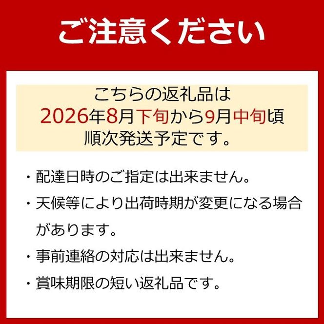 ［先行予約］巨峰 約3kg［朝採り］［葡萄・ぶどう］［種なしブドウ］［フルーツ・果物］［2026年8月下旬頃から順次発送］CZ177