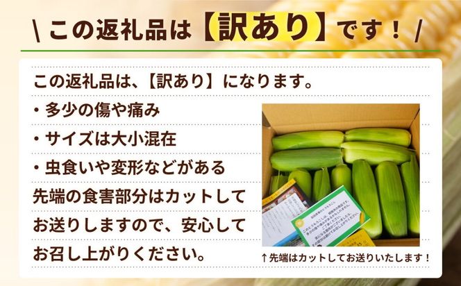 【先行予約 2026年6月中旬以降発送 】【 令和8年産 】【 訳あり 】 深夜採り 朝出荷 とうもろこし （ ゴールドラッシュ ） 約 6kg トウモロコシ スイートコーン コーン 野菜 産地直送 期間限定 岩田さん 昼めし旅 [AX021ya]