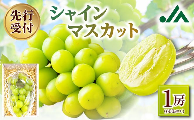 【先行受付：2026年10月上旬以降発送分】シャインマスカット 1房（600ｇ以上）_Y010-0658