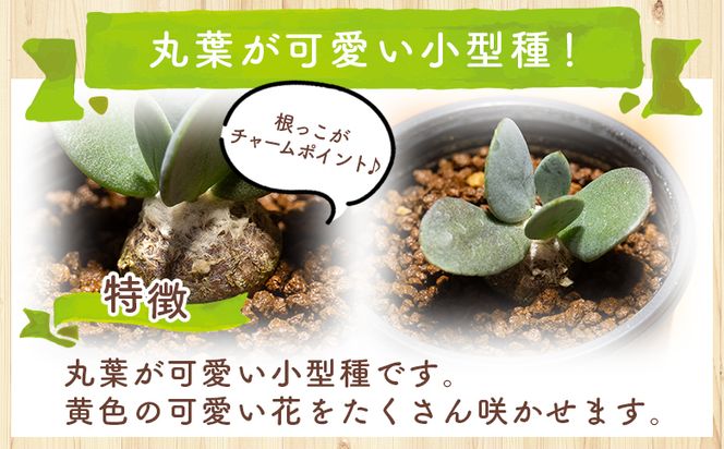 塊根植物 インターメディア オトンナ 植物 小型種 インテリア ナチュラル 自然 グリーン 観葉植物 おしゃれ 癒し かわいい 多肉植物 サキュレントフィールド Succulent field 高知県 香南市 常温 cc-0004