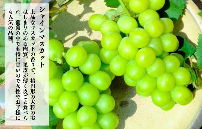 シャインマスカット 有田巨峰村 2kg ( 2房 ～ 6房 ) 和歌山県産  【みかんの会】AX282