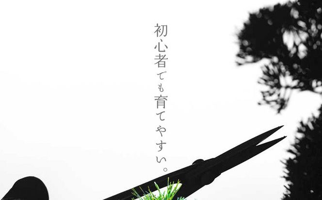 樹心園 五葉松 盆栽《30日以内に出荷予定(土日祝除く)》ごようまつ 盆栽作家 徳永功---sn_kgkrgoym_30d_r7_60000_1p---