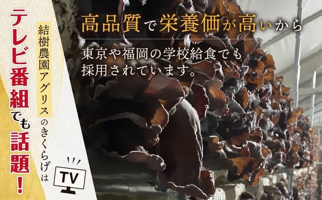 【全6回定期便】結樹農園 アグリス めんたい きくらげ 300g 《糸島》【結樹農園アグリス】きくらげ/国産/明太/明太子 [AAJ006]