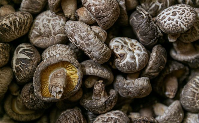 歯ごたえと旨みが格別！花巻産 純情乾しいたけ どんこ 使い切りセット 【665】