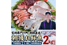 【北海道・離島配送不可】漁師直送！朝獲れ 季節の 鮮魚 詰め合わせ (並) (合計2kg以上・3～5種) 下処理済み 大衆魚 高級魚 未利用魚 冷蔵 BOX ボックス イカ 鯛 海鮮 魚介 食べ比べ 詰合せ 宮崎県産 【O-10】【門川漁業協同組合】