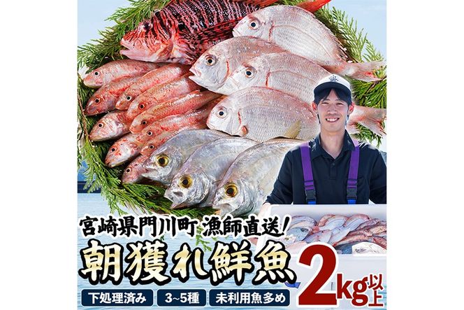 【北海道・離島配送不可】漁師直送！朝獲れ 季節の 鮮魚 詰め合わせ (並) (合計2kg以上・3～5種) 下処理済み 大衆魚 高級魚 未利用魚 冷蔵 BOX ボックス イカ 鯛 海鮮 魚介 食べ比べ 詰合せ 宮崎県産 【O-10】【門川漁業協同組合】