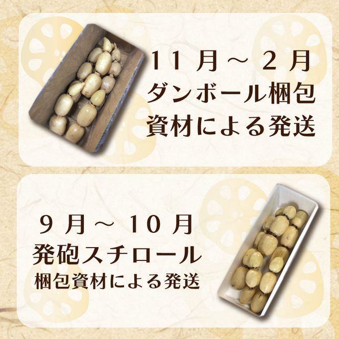 【先行予約】【2026年9月より順次発送開始】レンコン　約4kg｜茨城県 行方市 ふるさと納税 蓮根 レンコン 野菜 やさい(EG-1)