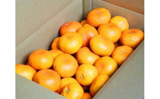 【ご家庭用訳アリ】 先行予約 紀州有田産濃厚完熟温州みかん　7.5kg　※2026年11月下旬～2027年1月下旬頃に順次発送予定(お届け日指定不可) みかん 柑橘類【uot704A】