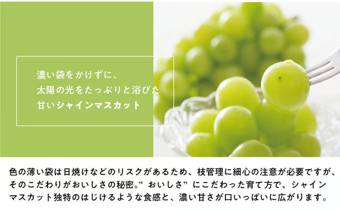 【2026年先行予約】葡萄1房お試し４回便（ボッケーネ・ピオーネ・シャインマスカット・紫苑）(定期便) (岡山県産)【KF-T003-01】
