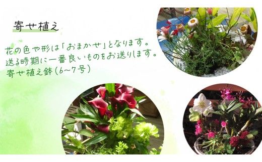 【 確実園 オリジナル 】 寄せ植え DX （おまかせ1点） ガーデニング 花 はな フラワー 鉢 鉢植え [BG010us]