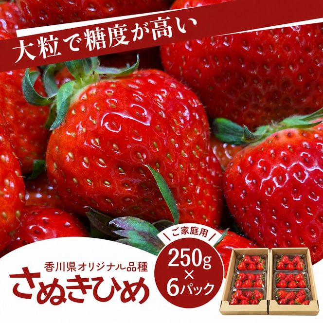 いちご さぬきひめ 香川県オリジナル品種 250g×６パック ご家庭用 大粒 高糖度 デザート スイーツ 苺 さぬき姫 ストロベリー フルーツ 果物 くだもの 冷蔵 お取り寄せ 五色青果 香川県 東かがわ市 46312655