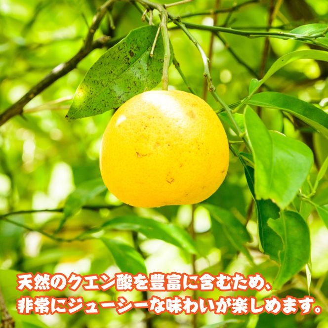 淡路島産　なるとオレンジ　4ｋｇ